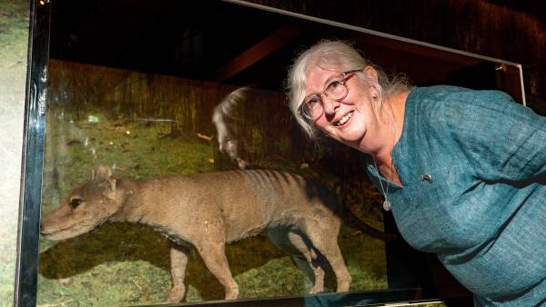 Tasmanian Tiger Queen visits QVMAG