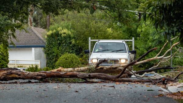 Fallen trees and damage reported as storm hits Canberra thumbnail