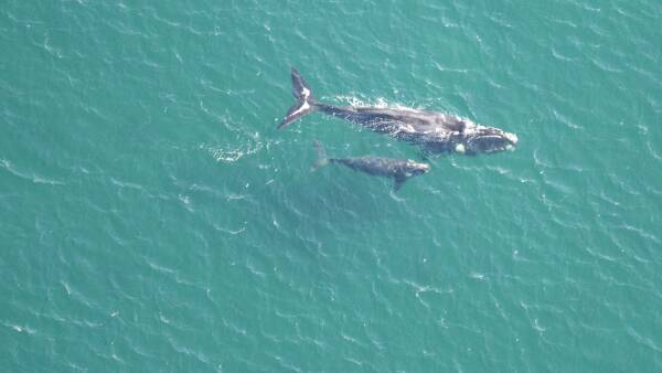 Massive mammals moving off the Tasmanian coast