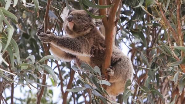 South-west koala deaths under investigation