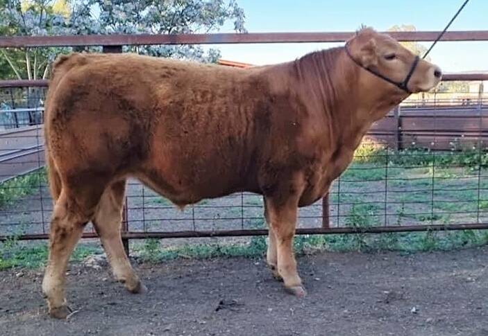 Crossbred steers makes a splash in online competition