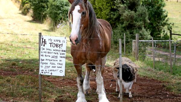 Community captivated by friendship between horse and ram