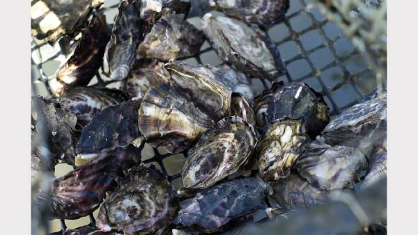 Public advised to avoid recreational shellfish