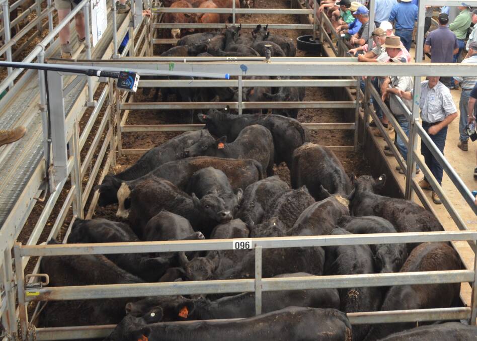 Cows with calves sell to 4080 at Wodonga