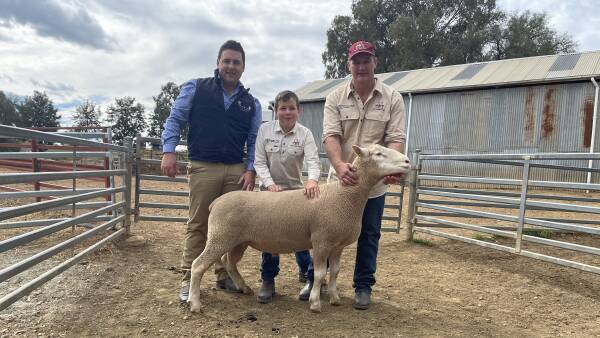 Complete clearance of Hovell Aberdeen Poll Dorset rams