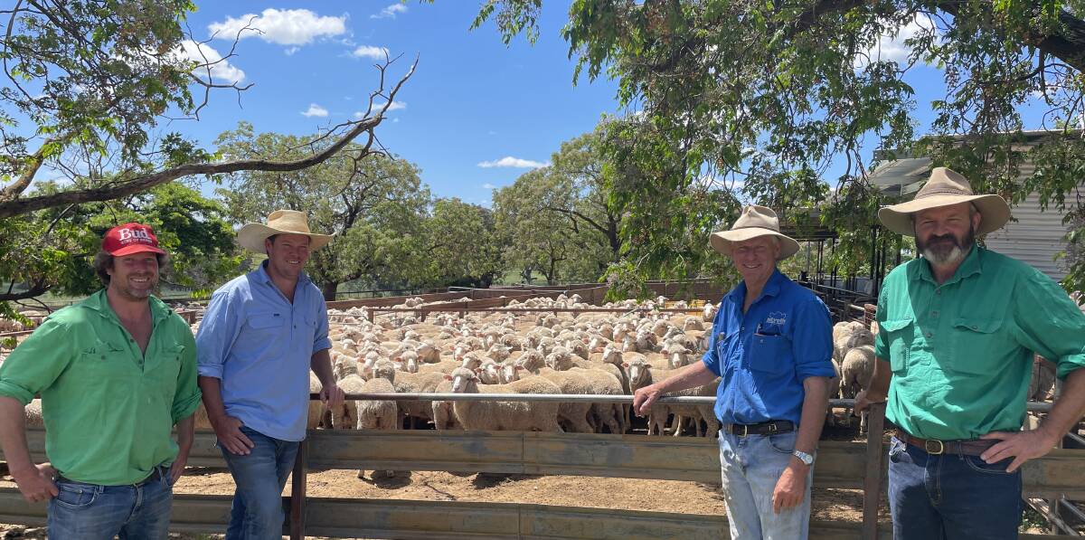 Bookham ewe comp Photos