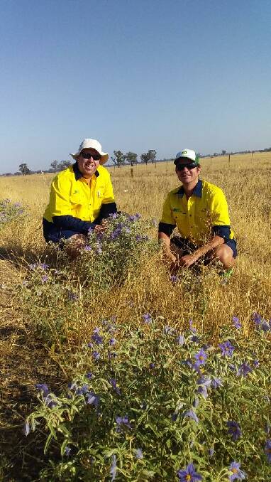 Silverleaf Nightshade Alert