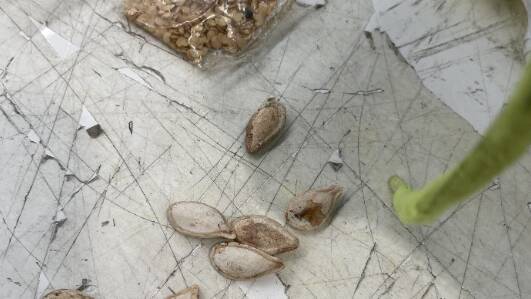 Sneaky sneaker seed scam scuttled by AQIS