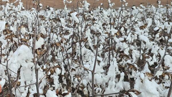 Water galore for cotton's 2023 crop, but harvest could be down 30pc