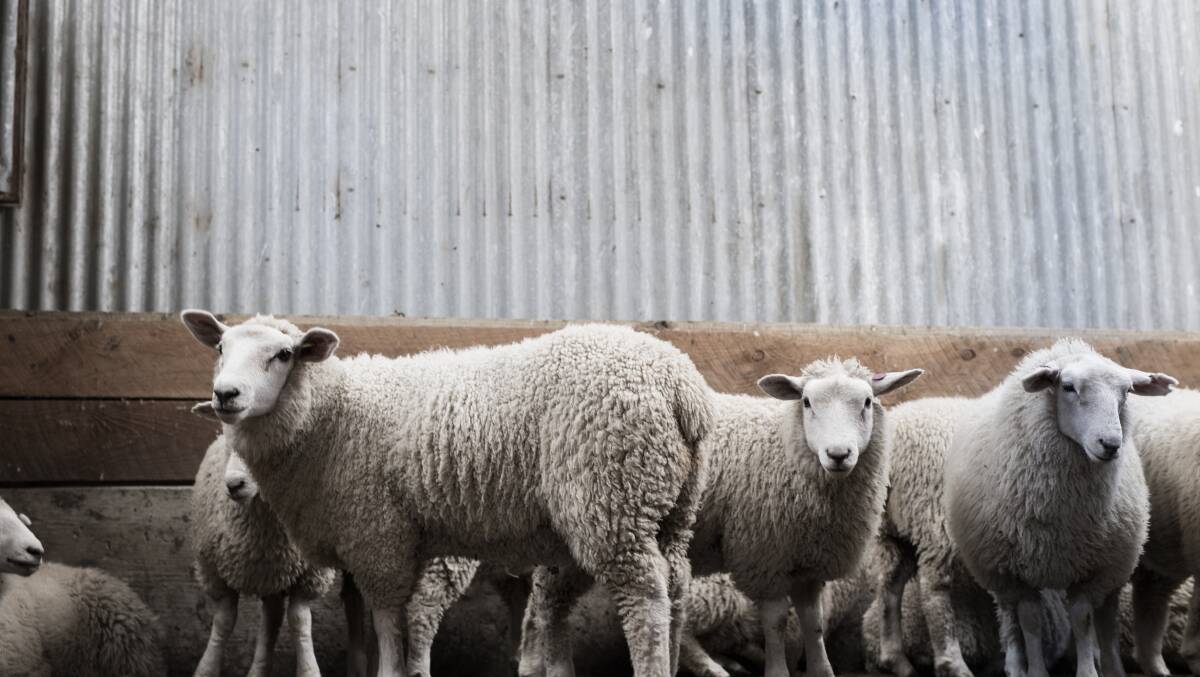 New NZ lamb hailed as ‘Wagyu of sheep world’