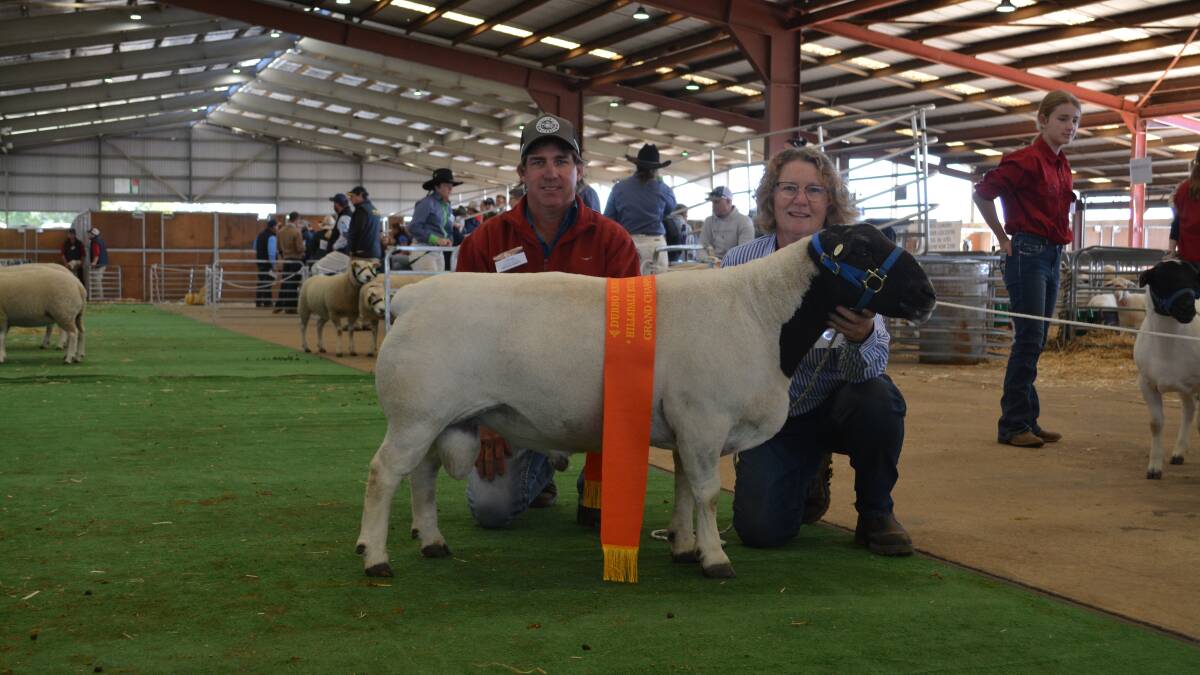 Meat sheep take to the mat at NSW Sheep Show in Dubbo