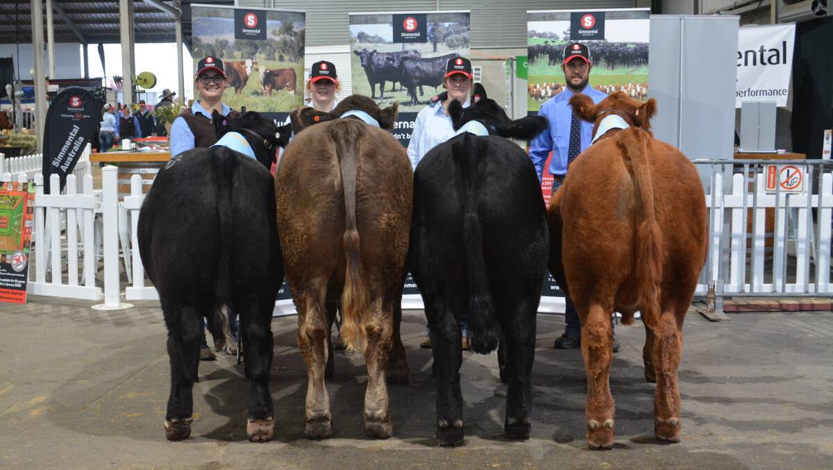 South Australian steer wins Simmental steer showcase at Sydney