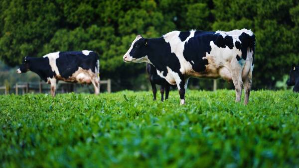 Bega announces increase to milk price, farmers fear rising electricity prices