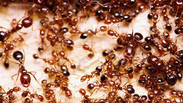 More money needed if Australia to be the first to eradicate fire ants