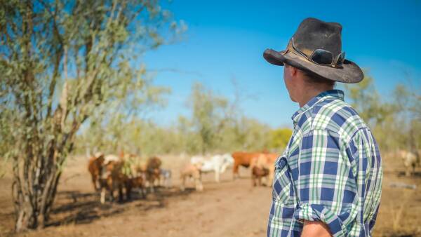 Beef industry votes in favour of Cattle Australia to unite sector