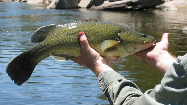 Plan to make Murray cod $100m sector to compete with Barramundi