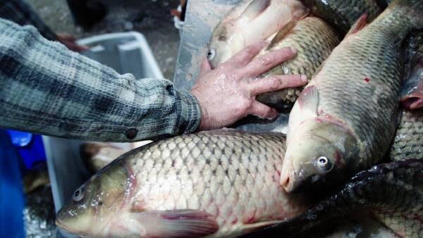 Carp herpes virus biocontrol report finished but not released