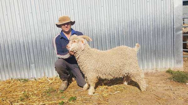 Angora goat fibre cheaper and profitable alternative to sheep, cattle