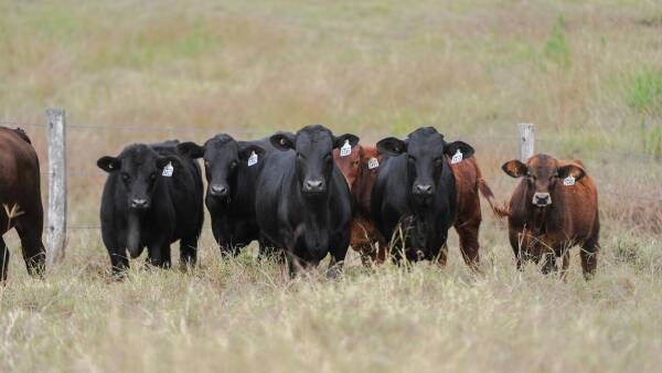 Beef spreads itself across markets