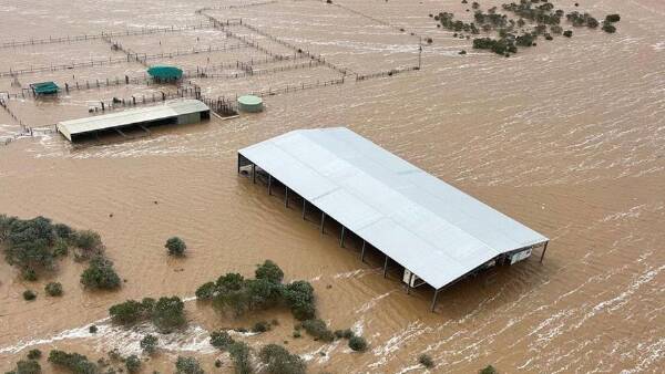 Bumper calving makes WA floods even more heartbreaking