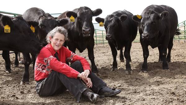 The lastest work from the woman who made a masters on mooing famous: Temple Grandin
