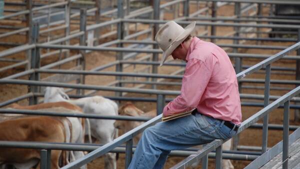 Cattle price slippery slide won't continue past Christmas