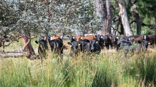 Animal protein requires a 2023 'pivot': Rabobank