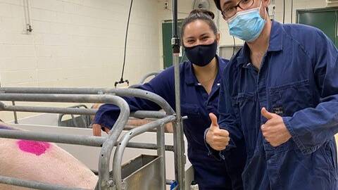 Preparing pigs for climate change