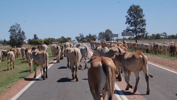 Cattle Australia vote to go ahead, despite turmoil