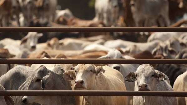 Live-ex ban class action compensation talks still on
