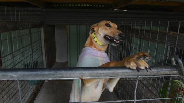 'Must be addressed': call to prioritise greyhound welfare proposal
