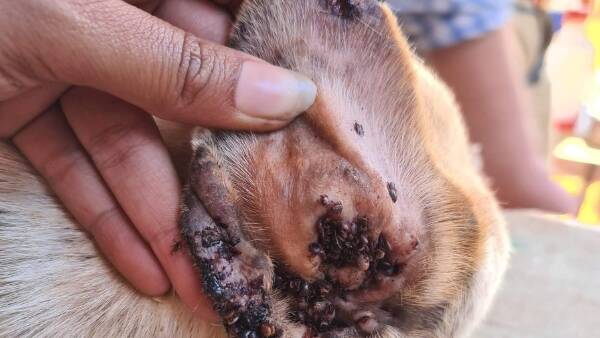 The isolation and size of Australia no problem for exotic diseases