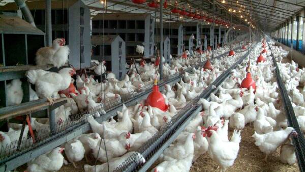 Growers try and bust a myth about pumped up chickens