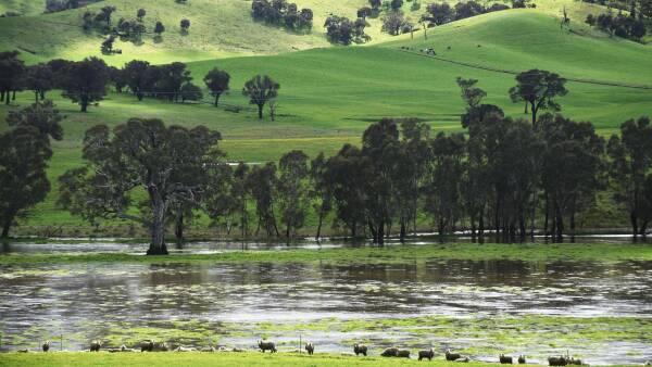 Water released from the Murray's swollen dams as deluge comes