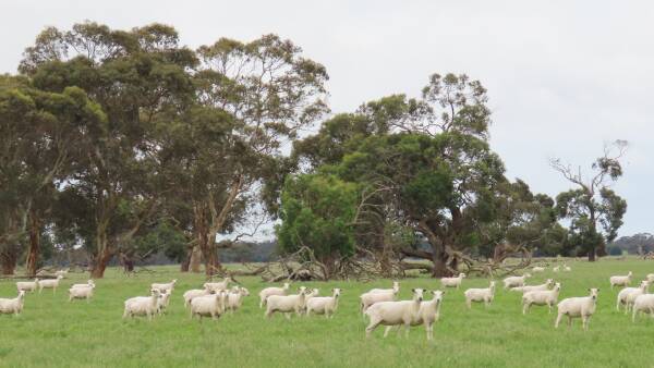 Lucindale's remarkable run of farm auctions continues