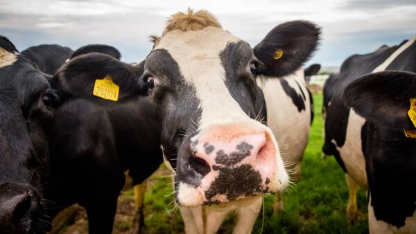 Dairy industry's record run set to continue