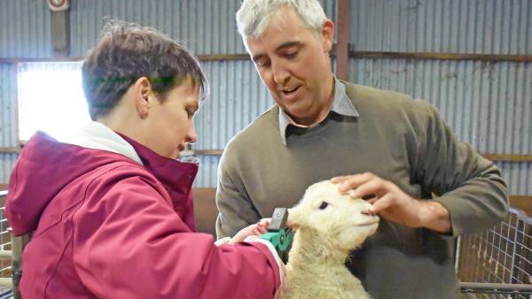 First state to subsidise new ID tags for sheep producers