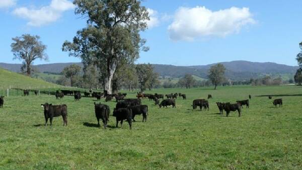 Big price for a prime cattle rearing operation