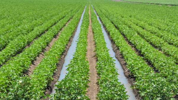 Cotton set to crack five million bales again