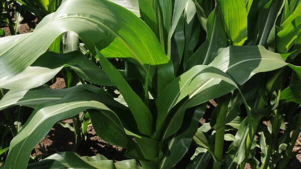 Mexico corn ban plans lead to calls to consider science