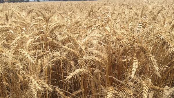 China snaps up Aussie wheat