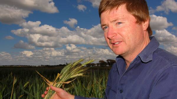 Fungal disease slashing wheat yields