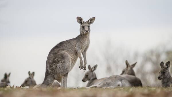ACT govt announces targets and locations for latest kangaroo cull
