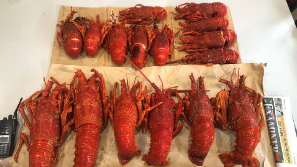 Tassie police capture illegal rock lobster haul