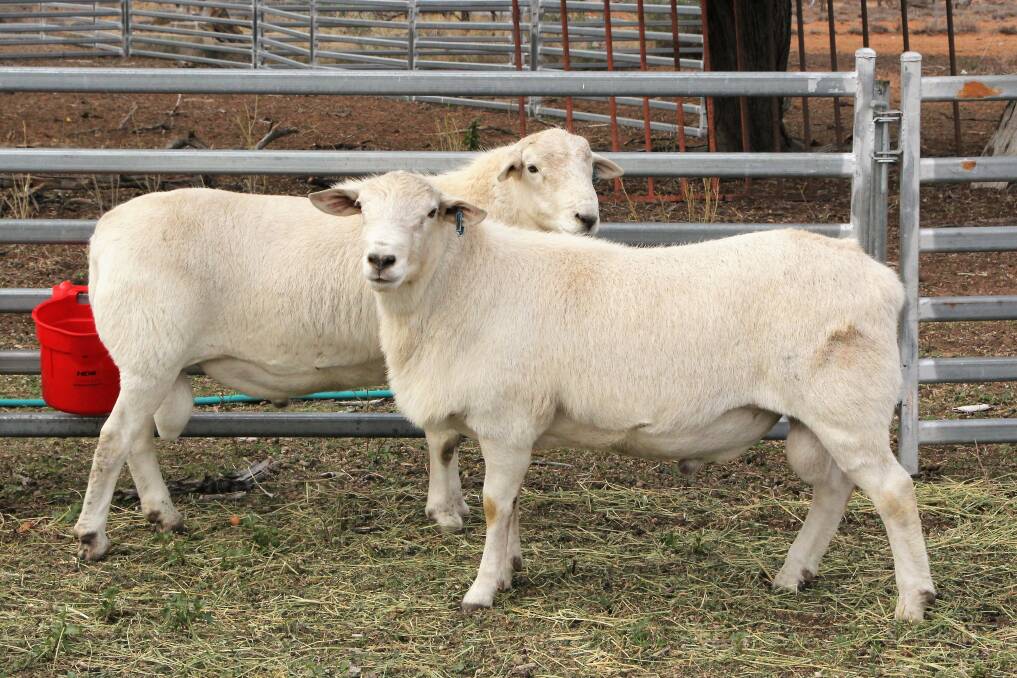 Australian White Lamb Fore Shank – The Wagyu Shop