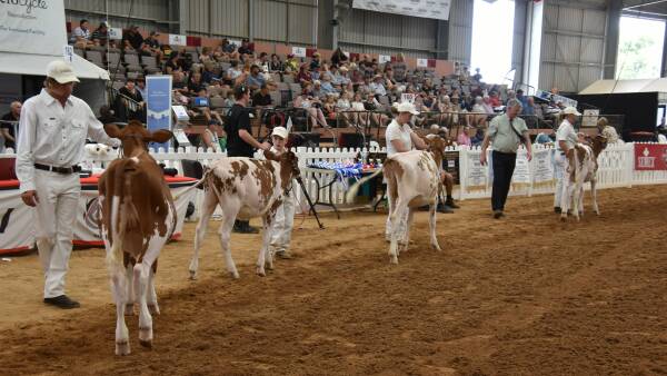 New show at International Dairy Week for Red and White Holsteins