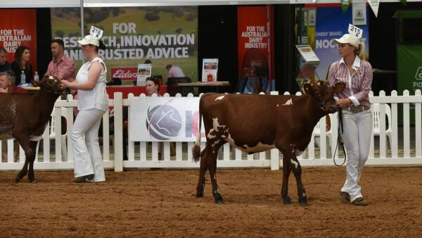 Illawarra Show hotly contested at International Dairy Week