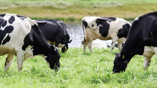 Dairy production down but value up: In Focus report