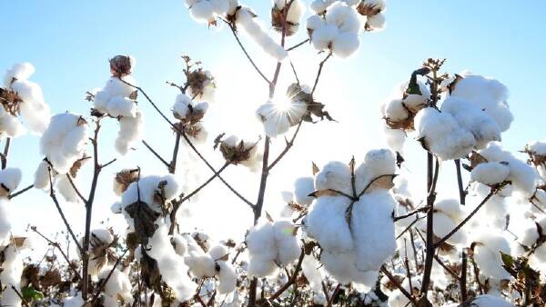 Why cotton can't rest when it comes to sustainability