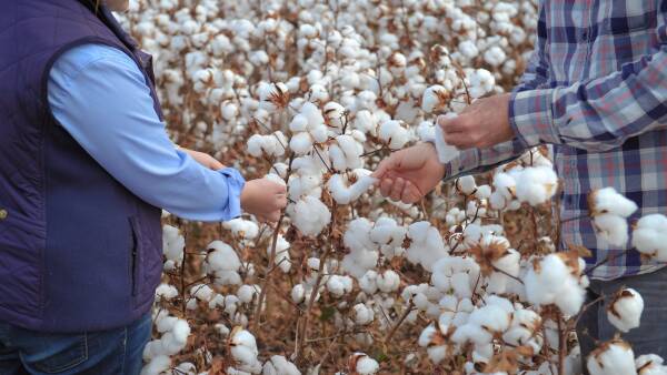 Record Aussie cotton crop to sell out within weeks